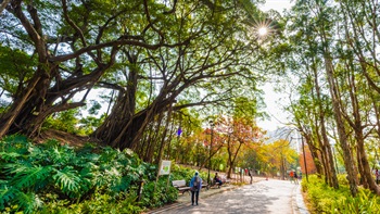 The two large <i>Ficus Microcarpa</i> located near the entrance of the Park (gate no.8) are both listed OVTs (Old and Valuable Trees) and are a precursor of the extensive planting in the park.